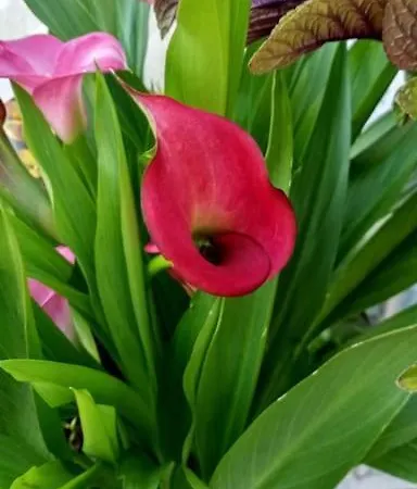 Anuska 펜션 Sotomayor