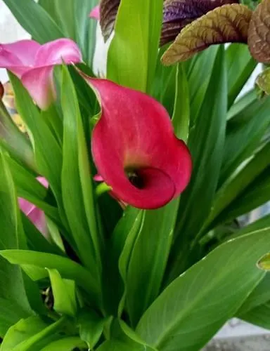 Anuska 度假居 Sotomayor